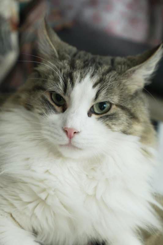 Chief Cat